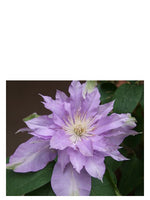 Fleur De Lilac Bud Parfums for women