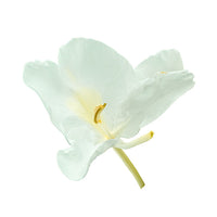 Soliflore Ginger Lily Dame Perfumery for women and men